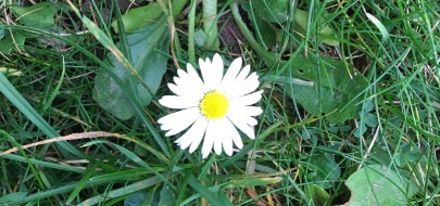 December Daisy, Kay Arwen Mynd Space